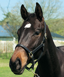 プラヤデシエルタ18