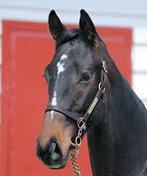 レッドセシリア18