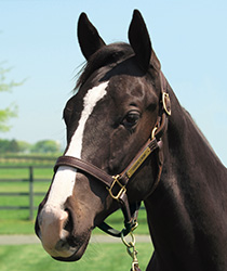 ビジュアルショック18