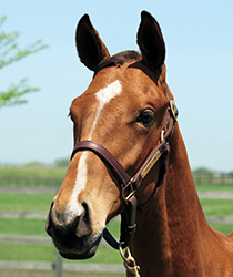 レジュールダムール18