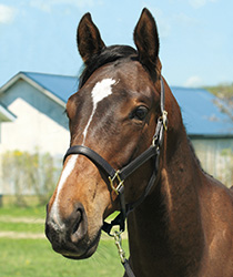 レッドヴァージン18