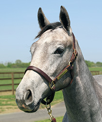 グリサージュ18