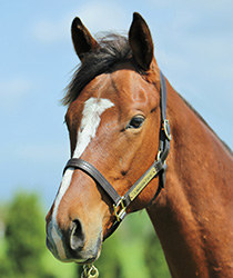 レッドエルザ18