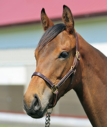 レッドシェリール18