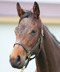 レッドセイリング18