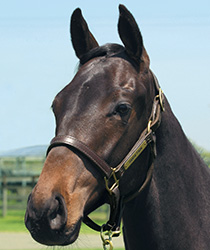 プレミアステップス18