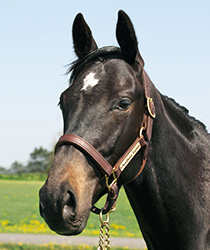 レッドファンタジア18