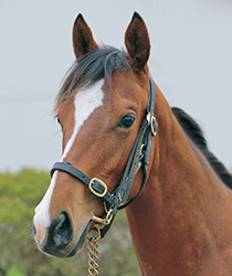 シックスイス18