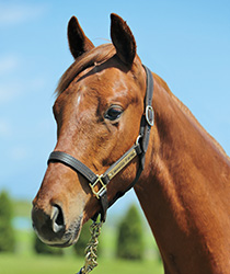 レッドクラウディア18