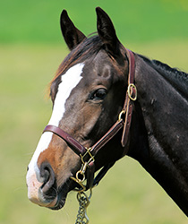 サンドグロース18