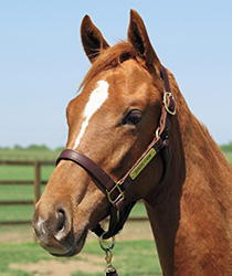 サンヴァンサン18