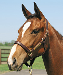 レッドカチューシャ18