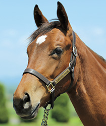 レッドジゼル18