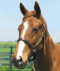 オリオンムーン18