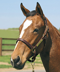 レッドリヴェール18