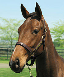 セレブレイションキャット18