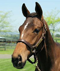 レッドラミア18