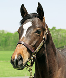 フラニーフロイド18