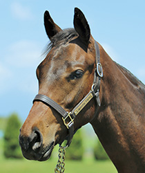 レッドソンブレロ18