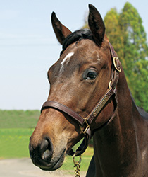 レッドメデューサ18