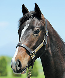 スタイルリスティック18