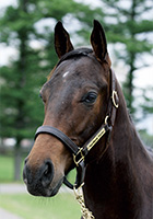 レッドアヴァンセ20