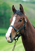 シックスイス20