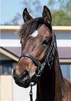 プラヤデシエルタ20