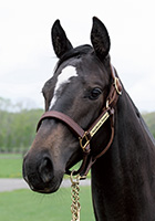 レッドファンタジア20