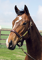 レッドリヴェール20