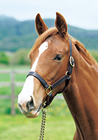 ハロウィンデイズ20