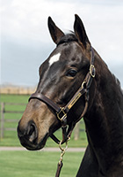 ステレオグラム20