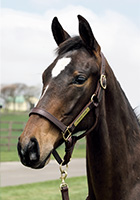 パイレートクイーン20