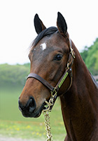 アイスパステル20