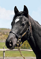 ストーミーレニー20