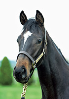 レッドオリヴィア20