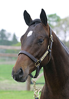 アイリッシュシー20