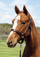 （外）インフレイムド20