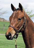 ロマンシングジェム20