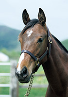 プレザントケイプ20