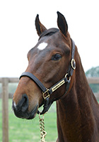 ディエンティ20