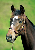 ドライヴンスノー20