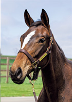 レッドミラベル20