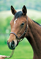 シャマアウェイ20