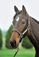 レッドクラウディア20