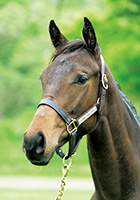 ヴィヴェンシャル20