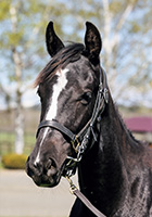 レッドマジュール20