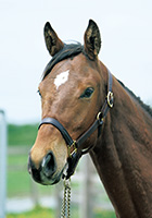 ハッピーパウダー20