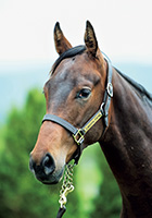 レッドジゼル20