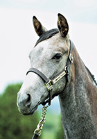 ハイドバウンド20